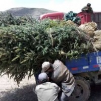 山西運城絳縣供應(yīng)云杉