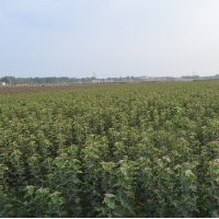 風(fēng)生水起，通康園林刮起了強(qiáng)烈的“海棠風(fēng)”