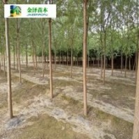 河北速生柳基地