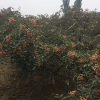 獅子頭花椒苗，哪里有賣