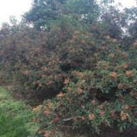 無刺花椒苗，哪里有賣