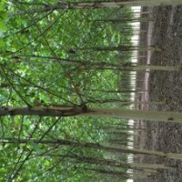 曲阜市浩瀚園林有限公司苗木基地