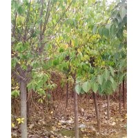 絲棉木，紫葉稠李價格，國槐，油松，白皮松，側(cè)柏容器苗批發(fā) 有