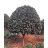 供應(yīng)香樟，桂花，廣玉蘭，羅漢松，樂(lè)昌含笑，紅花繼木，紅葉石楠