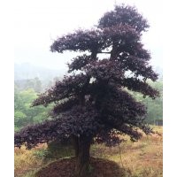 供應(yīng)紅花繼木，紅葉石楠，紅楓，紫薇，紫荊，櫻花，碧桃，花石榴