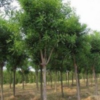 出售國槐，刺槐，紅葉李，火炬，絲棉木，垂柳，文冠果，山楂樹