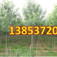 速白蠟價格表 速白蠟價格表形態(tài)特征