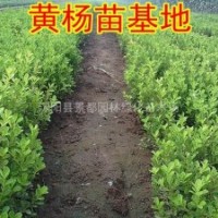 基地大量批發(fā)園林綠化苗木小葉黃楊 瓜子黃楊彩色綠化苗木小苗