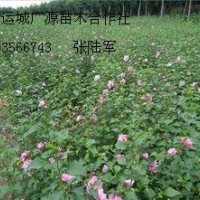 3公分木槿樹大量低價(jià)出售