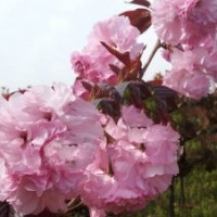 紅葉櫻花 早櫻 晚櫻