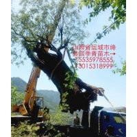 誠信四季青苗木