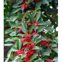 供應苦楝苗 苦楝樹苗 苦練木樹苗 柏枝樹苗 白銀樹苗 蘇木樹苗