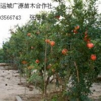5、6公分石榴樹低價優(yōu)惠供應