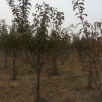 我公司現(xiàn)出售4-10公分法桐、欒樹。4-6公分速生櫻花、百日紅、紅