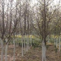 白玉蘭小苗.當(dāng)年白玉蘭芽苗價(jià)格.當(dāng)年白玉蘭小苗