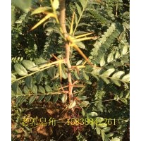 正宗大刺 皂角樹(shù)苗