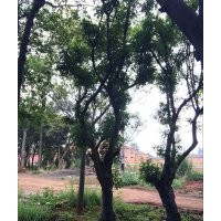 出售滇樸，黃連木，清香木，馬櫻花，皂角