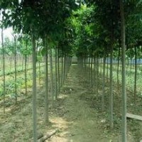 高桿女貞 高桿女貞 高桿女貞