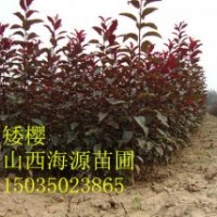 山西苗圃紫葉矮櫻嫁接矮櫻紅葉矮櫻矮櫻苗價(jià)格矮櫻占木