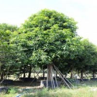 廣東芒果水果樹工程苗