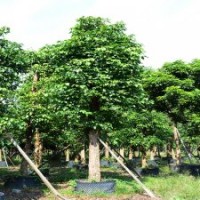 廣東萬(wàn)松園合作社秋楓庭院景觀樹造型樹