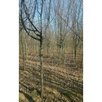 供應(yīng)優(yōu)質(zhì)木瓜樹(shù)