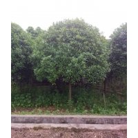 成都蜀誠(chéng)園林供應(yīng)四川桂花、四川桂花價(jià)格、四川精品桂花