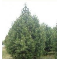 白皮松 精品白皮松 占地白皮松