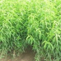 毛桃苗 桃樹(shù)苗 毛桃苗
