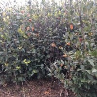 2016河南東潤(rùn)油茶小苗最新供應(yīng) 高產(chǎn)油茶苗