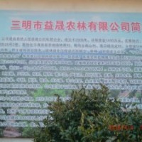 供應(yīng)十五萬株2，3公分紅豆杉