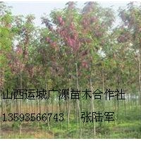 3公分香花槐大量低價優(yōu)惠出售