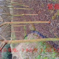 高桿紫薇3-8公分