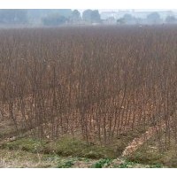 出售樸樹(shù)小苗