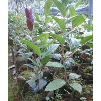 供應(yīng)原生防普金花茶扦插小苗