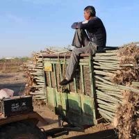 低價(jià)新疆楊