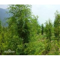 優(yōu)質(zhì)中山杉樹苗 優(yōu)質(zhì)中山杉樹苗 優(yōu)質(zhì)中山杉樹苗