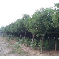 星程園林萬(wàn)畝香樟樹(shù)低價(jià)酬賓大供應(yīng)