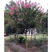 供應(yīng)精品紫薇