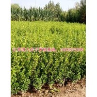 供應(yīng)瓜子黃楊價格#40高瓜子黃楊價格報價【量大價低】