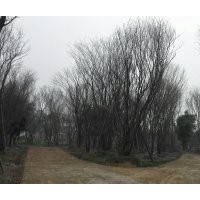 精品叢生、單桿茶條槭