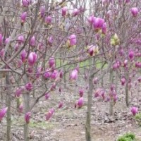 紫玉蘭供應(yīng)商