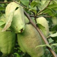 臨沂金源苗木基地 供木瓜種 木瓜苗