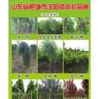 山東肥城大量供應(yīng)2-10公分原生香花槐