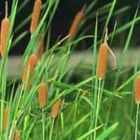 香蒲