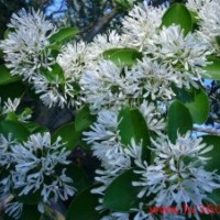 優(yōu)質(zhì)油根子種 流蘇芽苗 流蘇苗