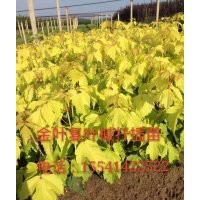 金葉復(fù)葉槭