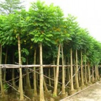 哪里有火焰木5公分袋苗