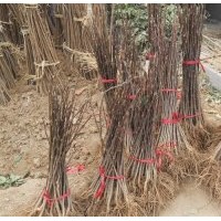 小苗:玉蘭小苗，紅楓小苗，櫻花小苗，西湖海棠小苗