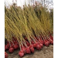 熱銷推薦優(yōu)質(zhì)低價 規(guī)格齊全黃金槐 量多優(yōu)惠 歡迎選購